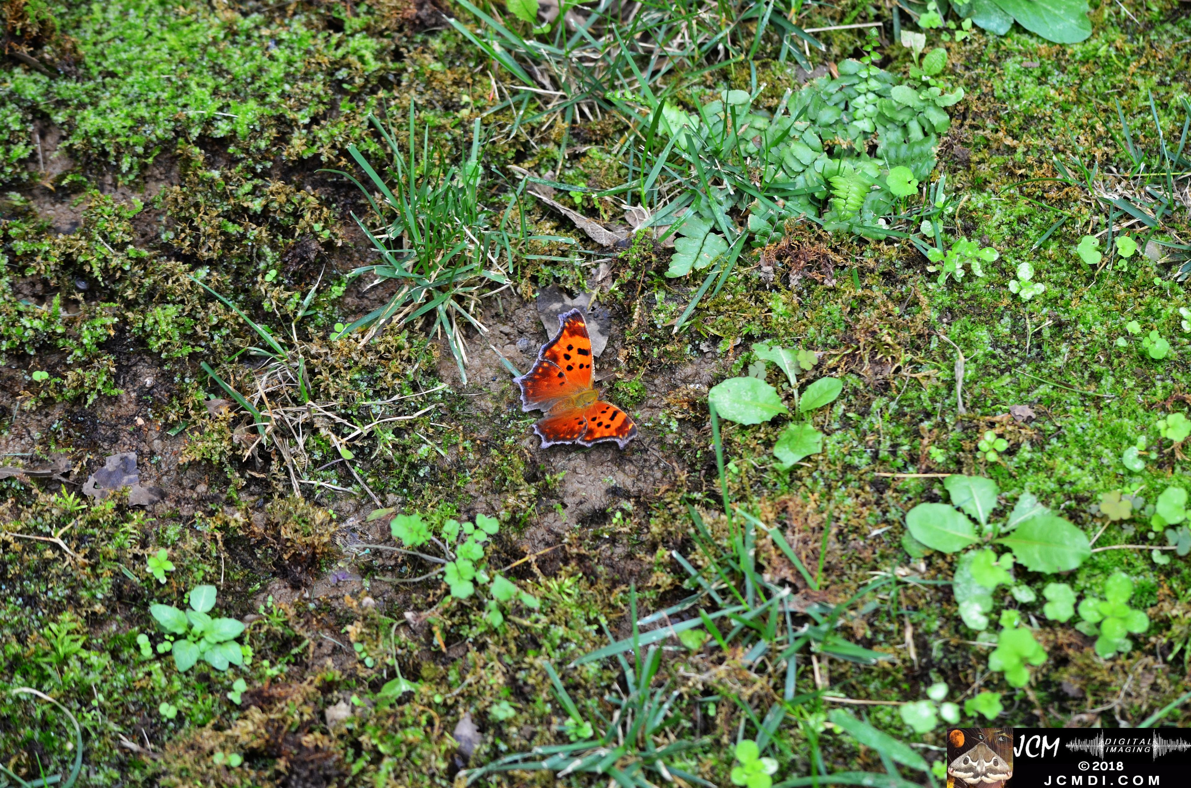 Question Mark Butterfly on mud (wings open) distant (Nikon D5100)